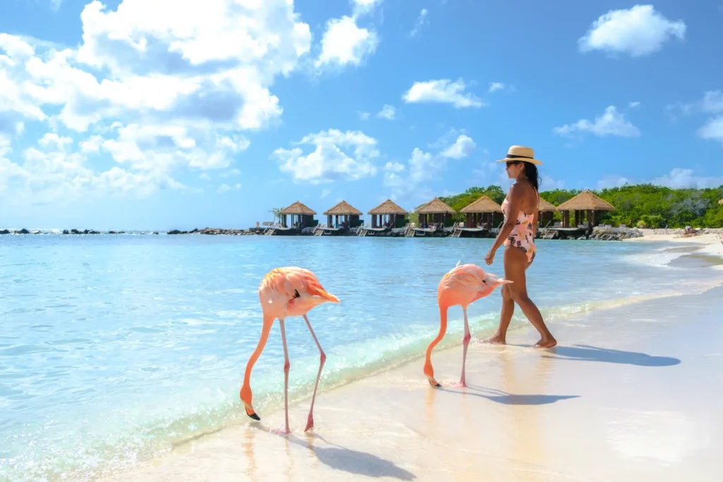 Flamingos on the beach in Aruba